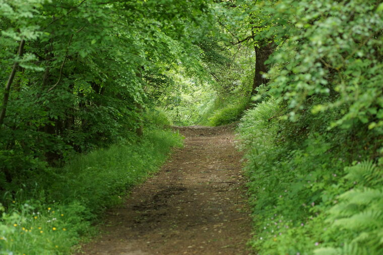 Chemin forestier recadré