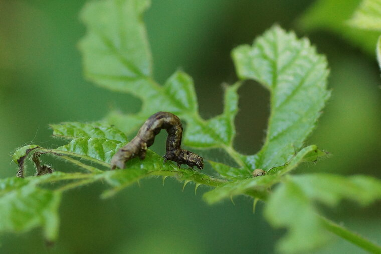 Chenille arpenteuse