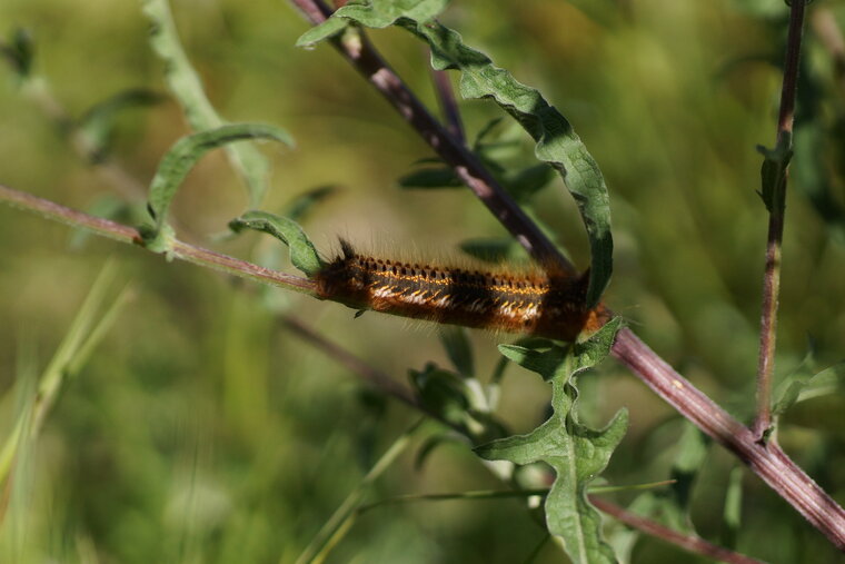 Chenille de