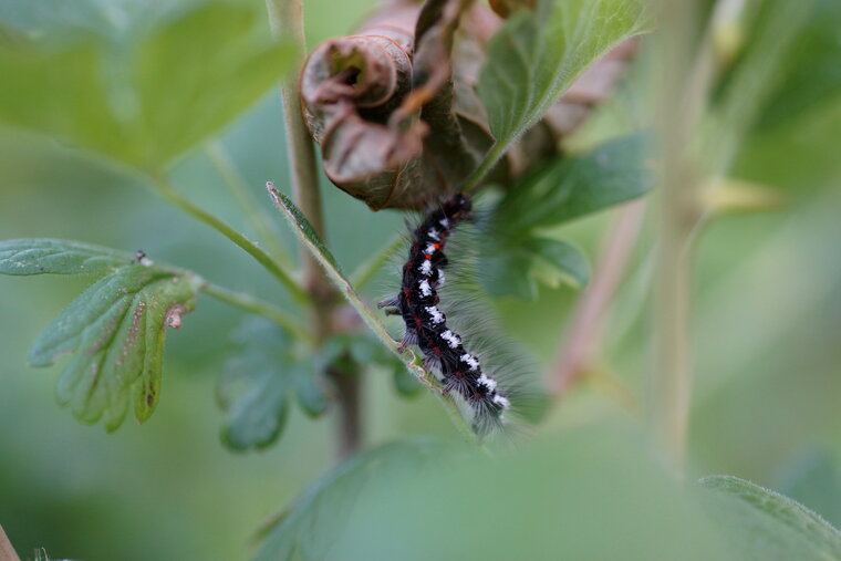 Chenille de