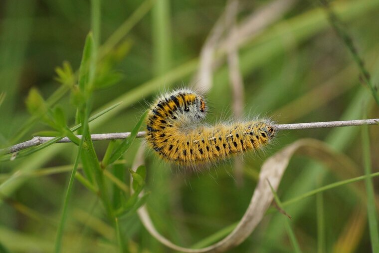 Chenille de