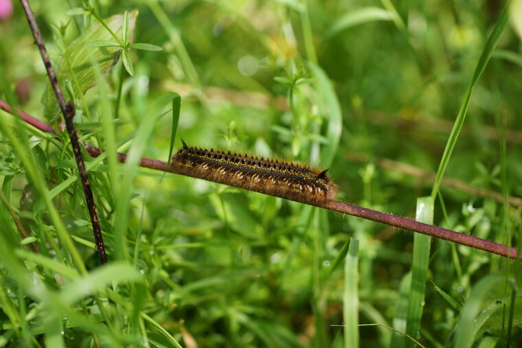 Chenille de la Buveuse