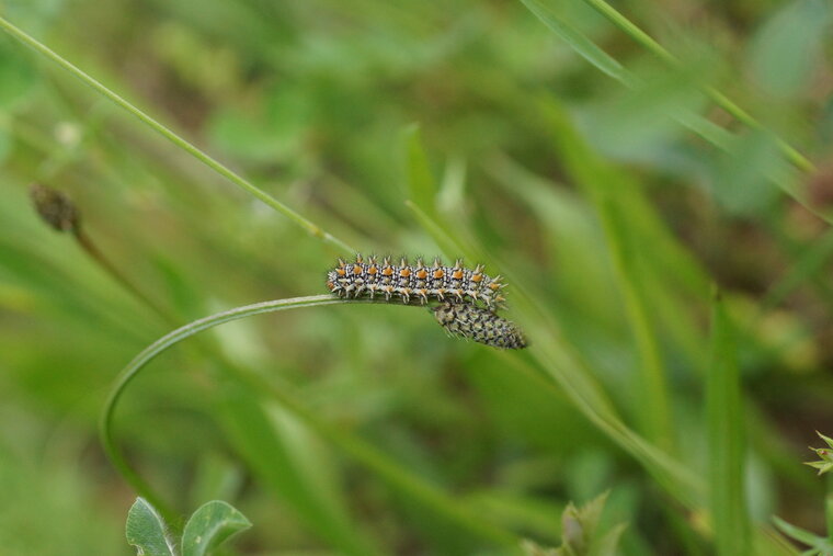 Chenille de la Mélitée orangée Melitaea didyma