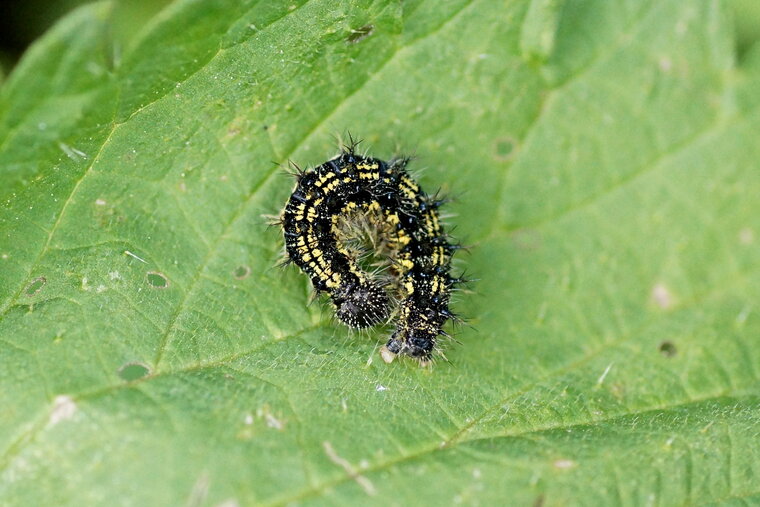 Chenille de la Petite tortue