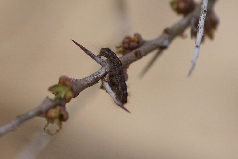 Chenille processionnaire