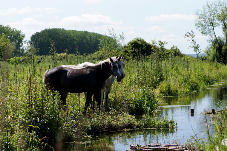 Chevaux camarguais