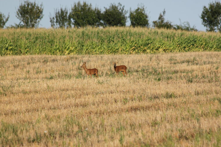 CHEVREUIL 2014 08 04 005