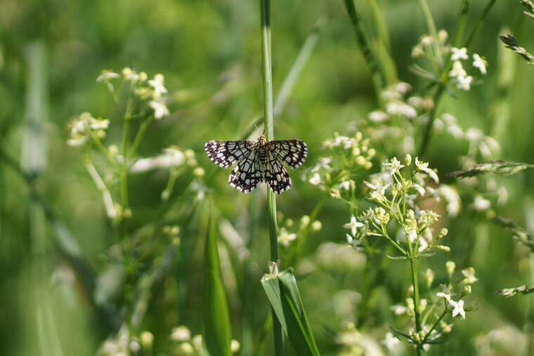 Chiasmia clathrata La Géomètre à barreaux