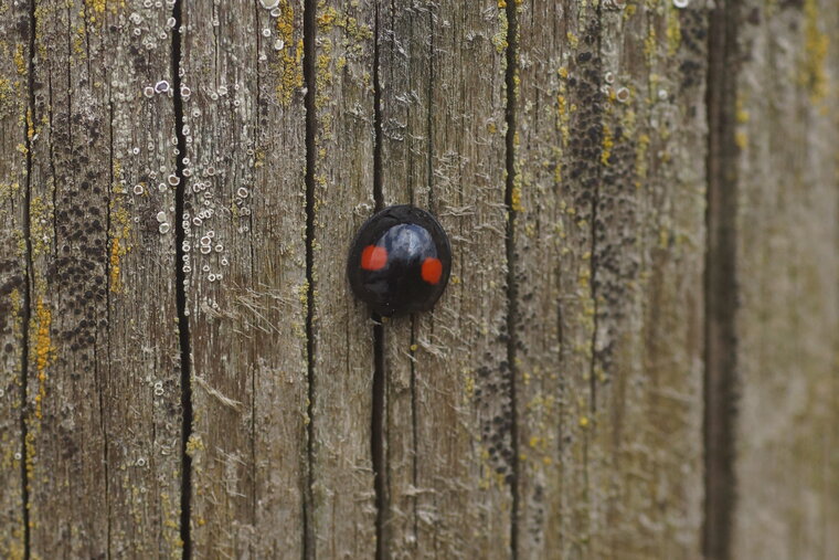 Chilicorus bipustulatus sous réserve