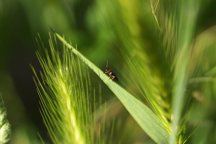 Chilotomine sp sous réserve