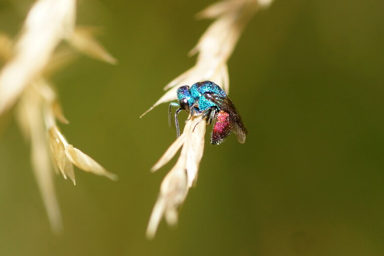 Chryside sp guêpe coucou