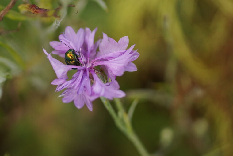 Chrysolina sp sous réserve