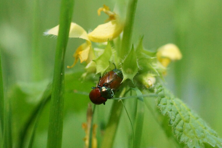 Chrysomèle polie Chrysolina polita