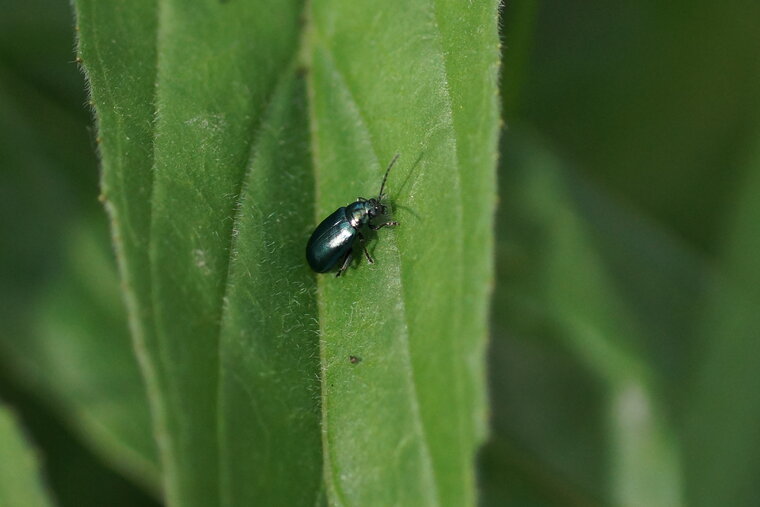 Chrysomèle sp