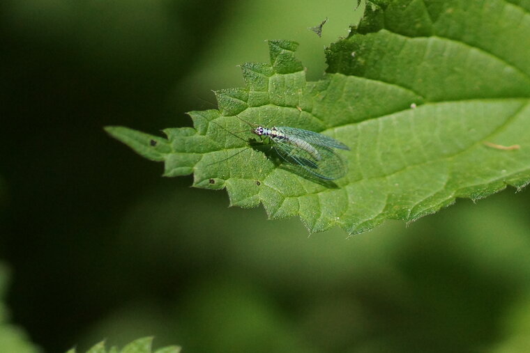 Chrysopa perla sous réserve 2