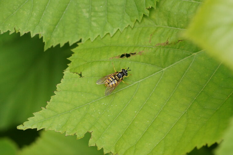 Chrysotoxe prudente