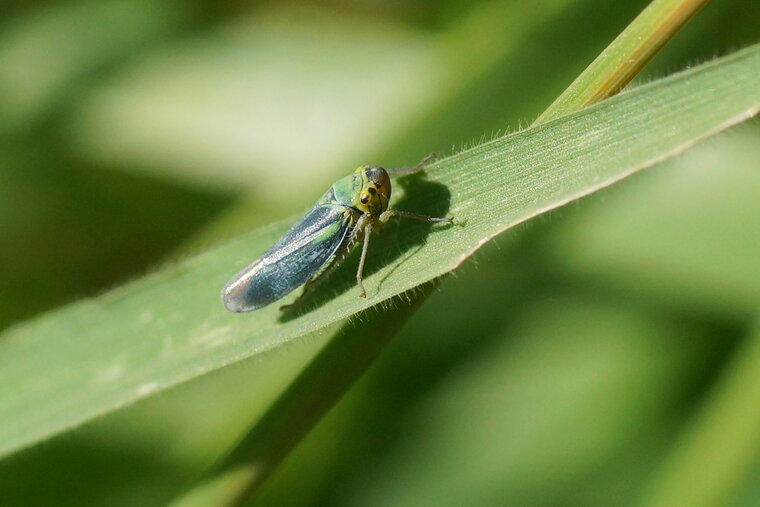 Cicadelle verte