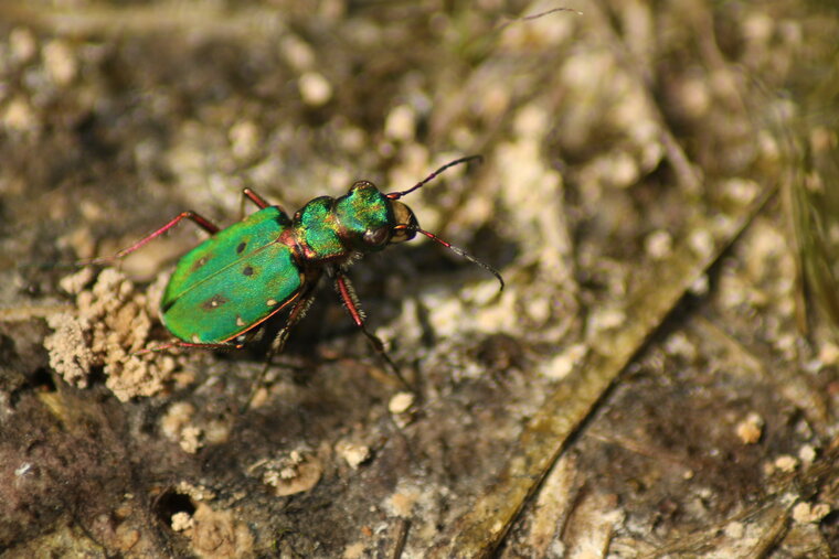 cicindelle champêtre