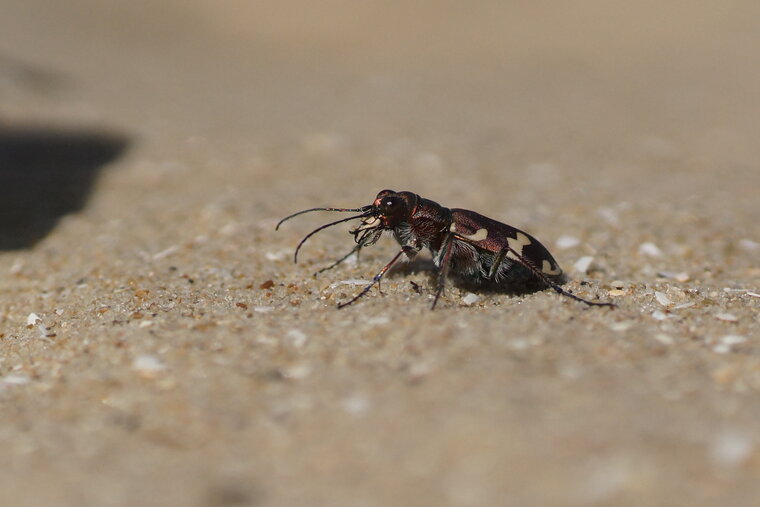 Cicindelle sp