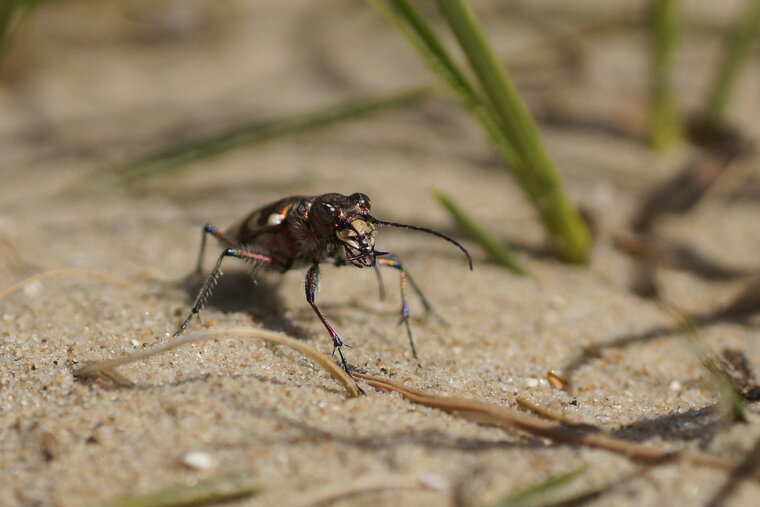 Cicindelle sp 2