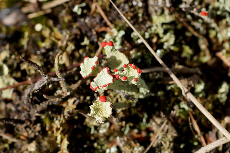 Cladonia sp 2