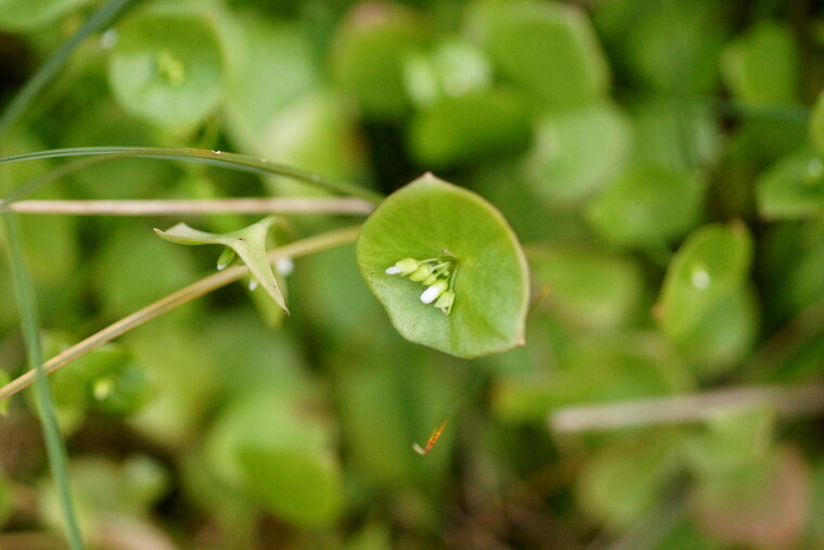 Claytonia sp