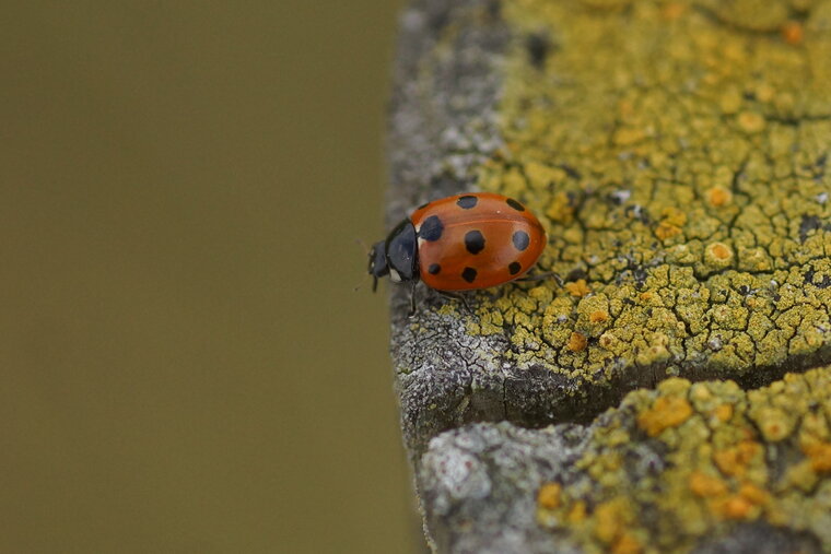 Coccinella undecimpunctata Coccinelle à 11 points