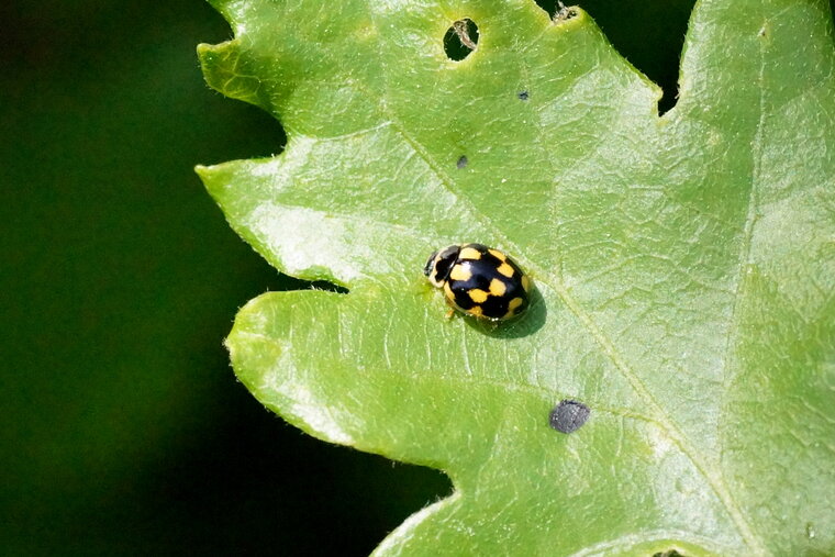 Coccinelle autre Propylea quatuordecimpunctata