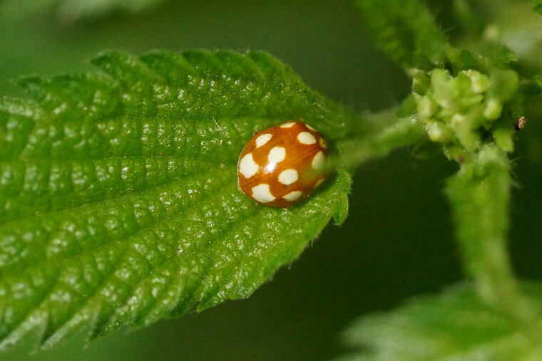 Coccinelle Halyzia sedecimgutata 2