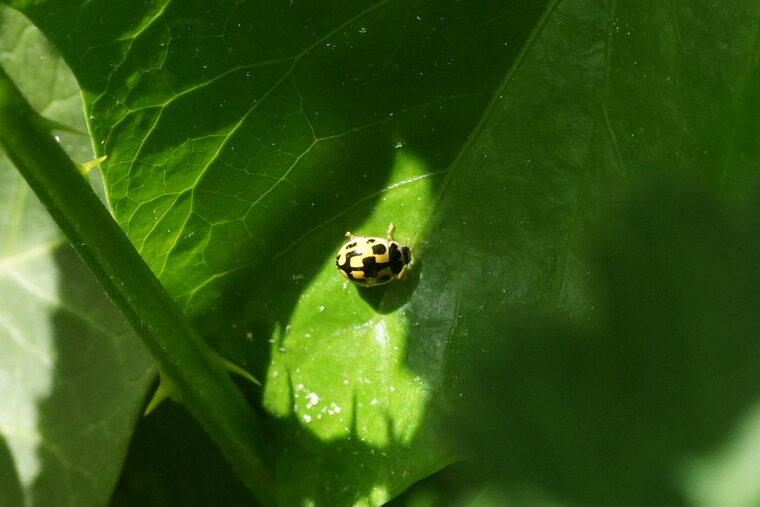 Coccinelle Propylea quatuordecimpunctata