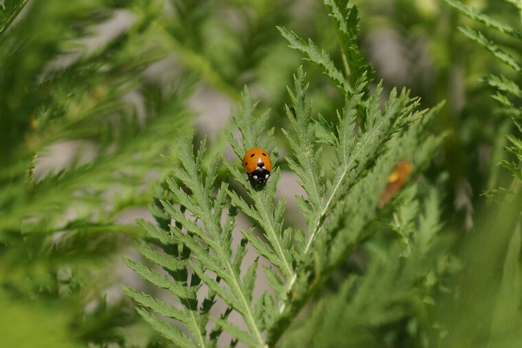 Coccinelle à 7 points