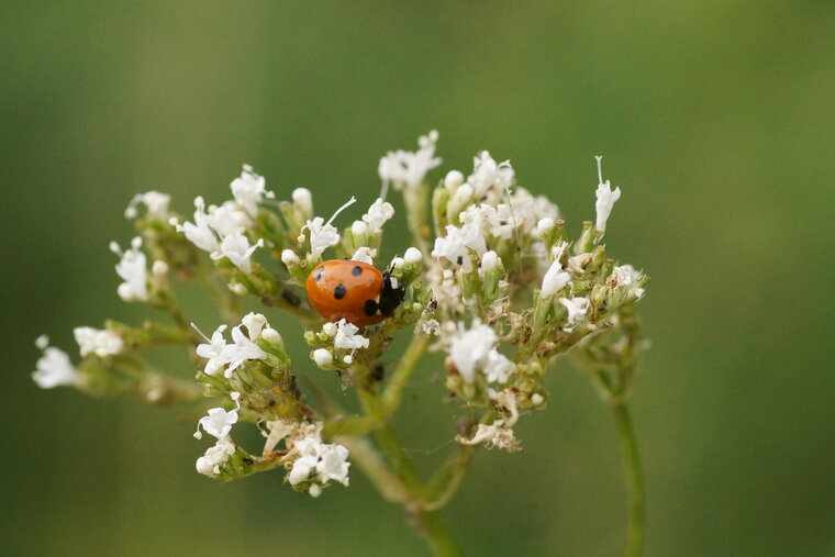 Coccinelle à 7 points