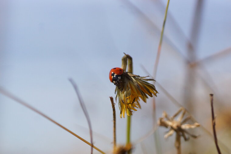 Coccinelle à 7 points