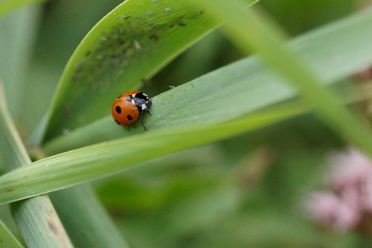 Coccinelle à 7 points