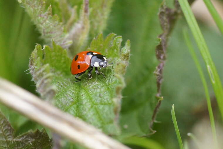 Coccinelle à 7 points