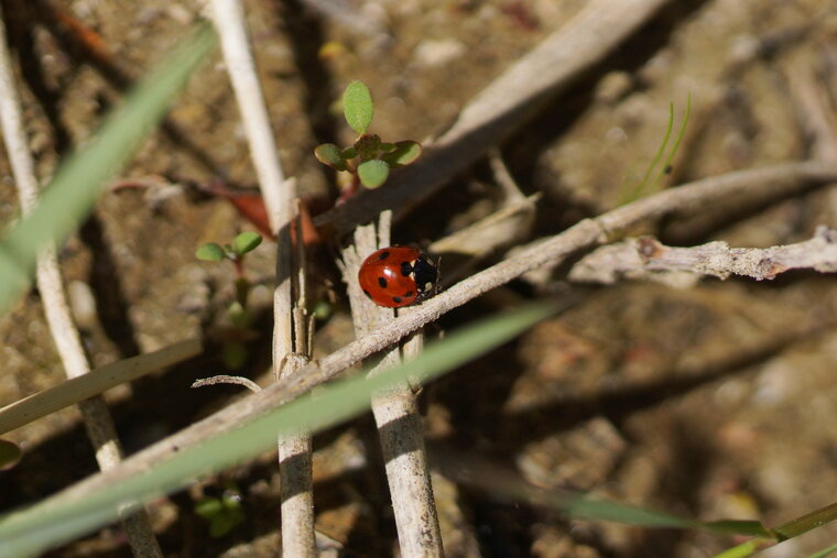 Coccinelle à 7 points