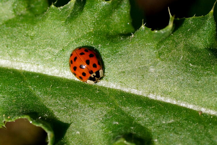 Coccinelle asiatique