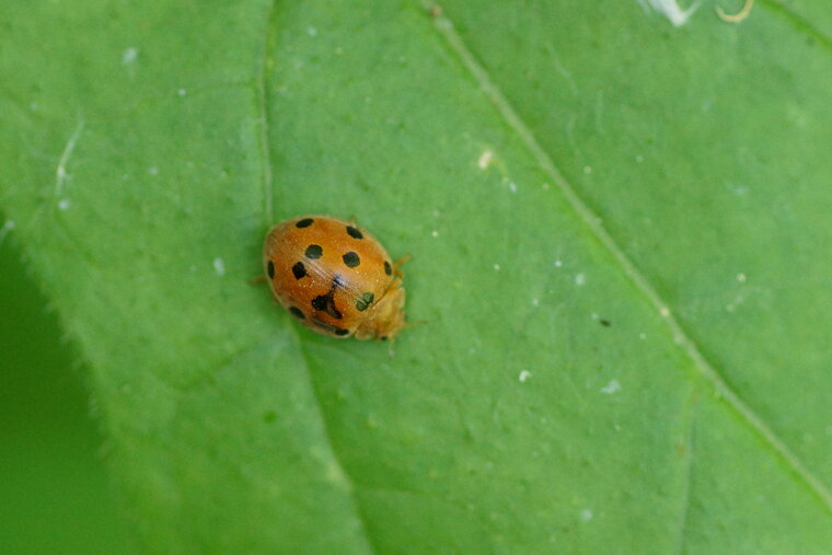 Coccinelle de la Bryone