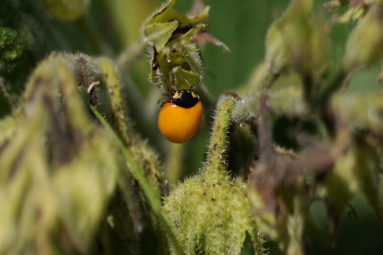 Coccinelle fraîchement émergée