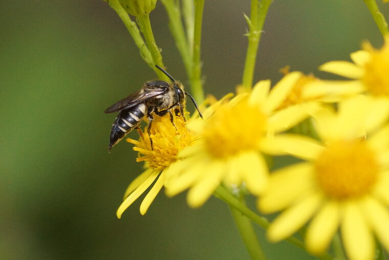 Coelioxys inermis