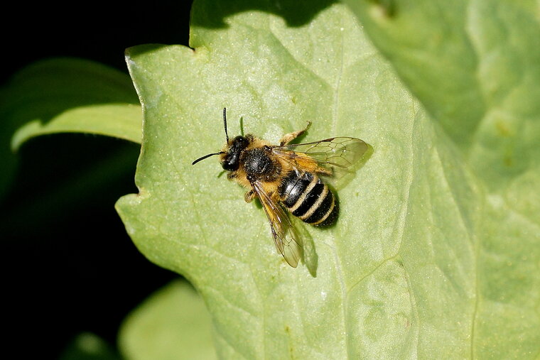 Colletes sp sous réserve