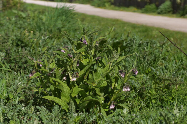 Consoude officinale