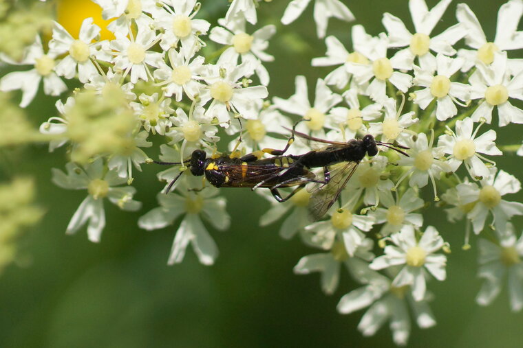 Copulat de Macrophya montana