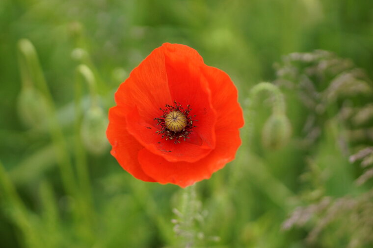 Coquelicot