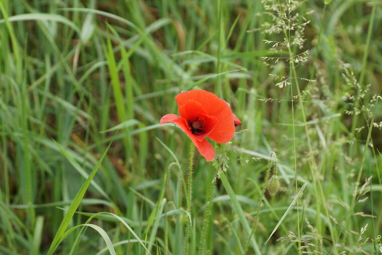 Coquelicot