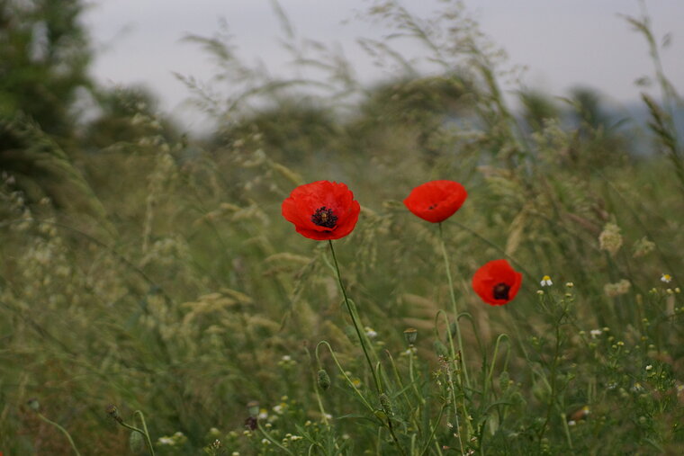 Coquelicot sp