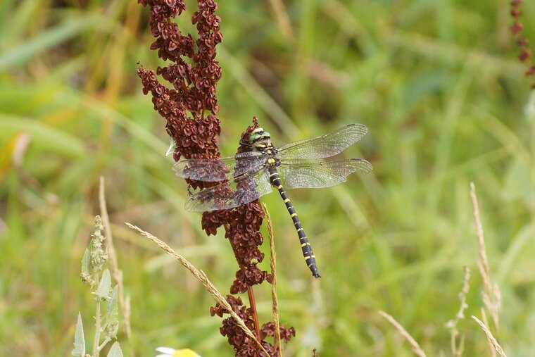 Cordulegaster boltonii Cordulégastre annelé