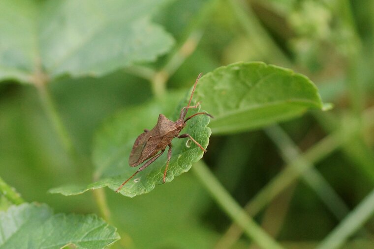 Corée marginée Coreus marginatus