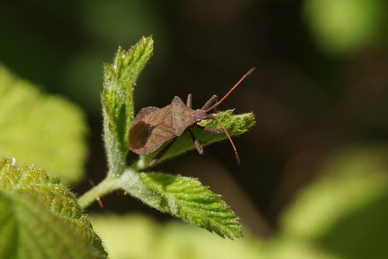 Coreus marginatus La Corée marginée