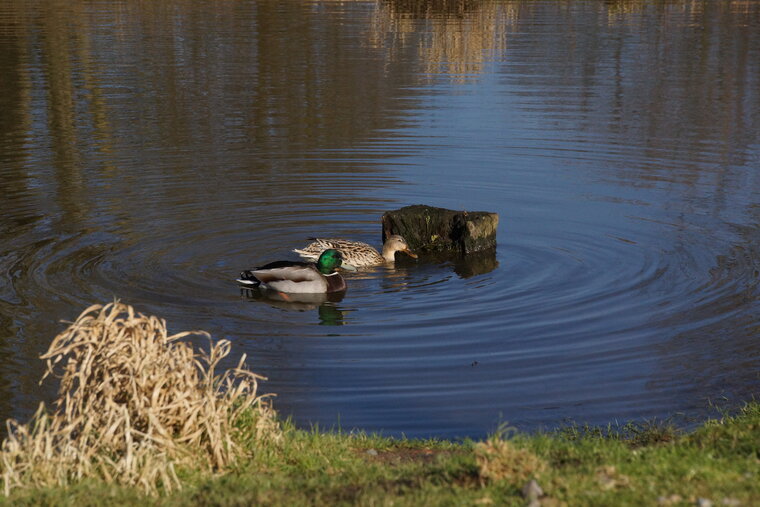 Couple de Canards colvert